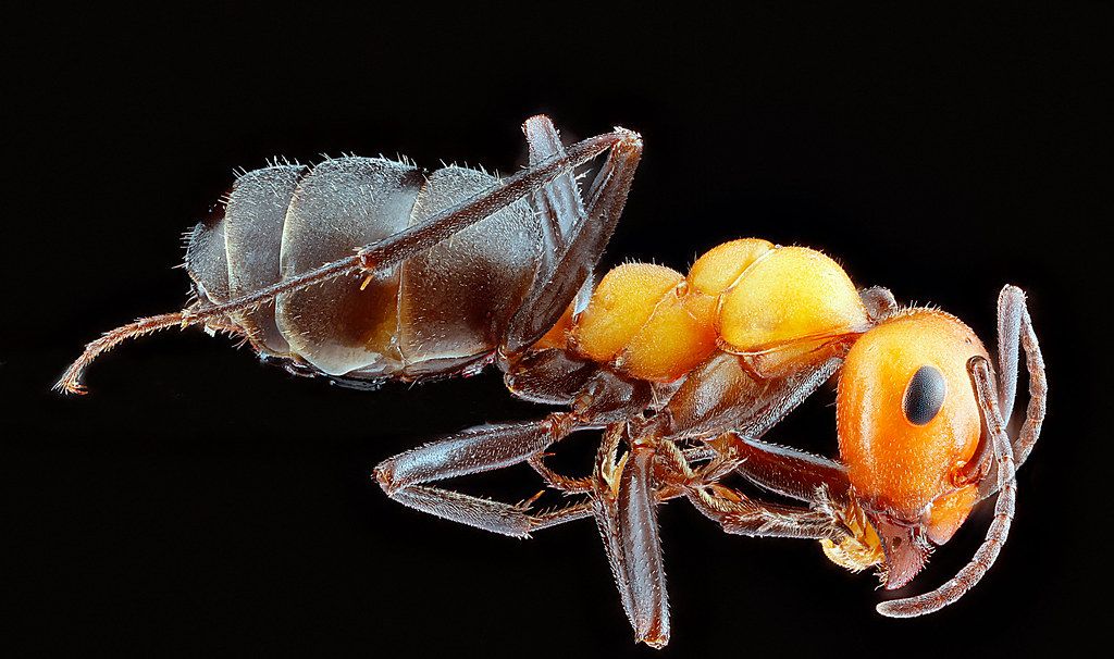 Ant Control service in Sterling Heights, MI