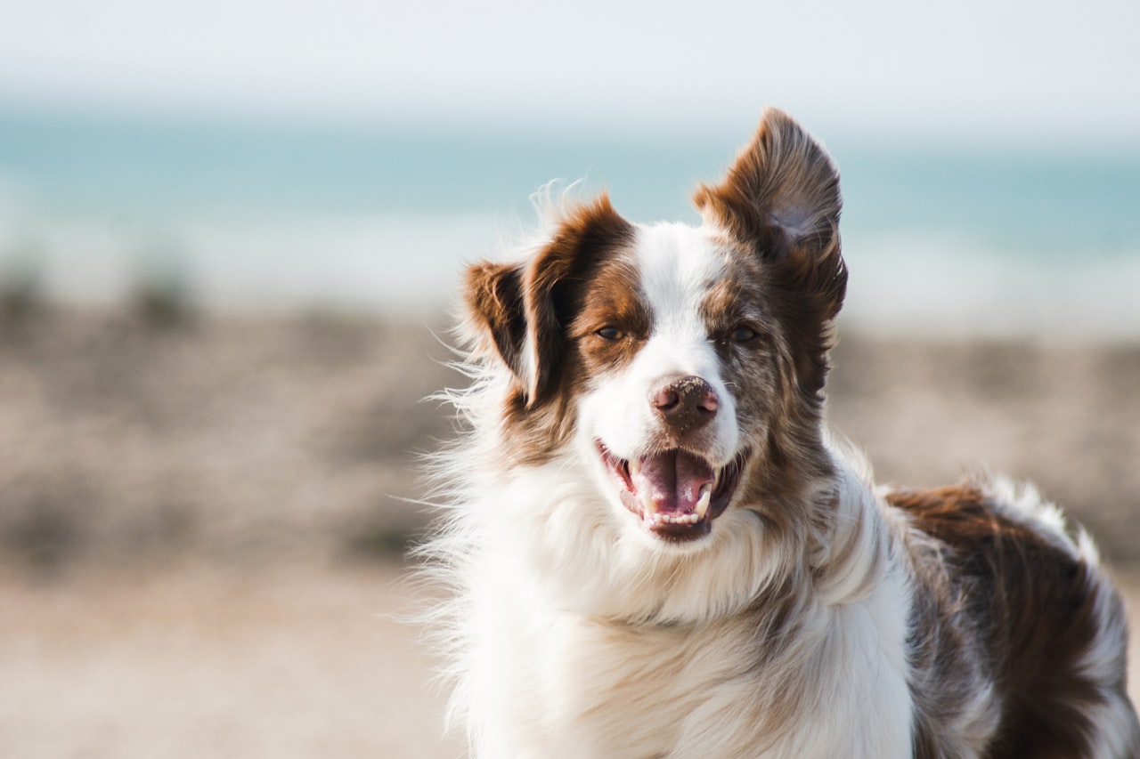 Flea & Tick Control service in Sterling Heights, MI