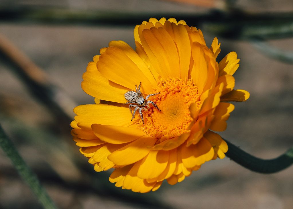 Spider Control service in Sterling Heights, MI